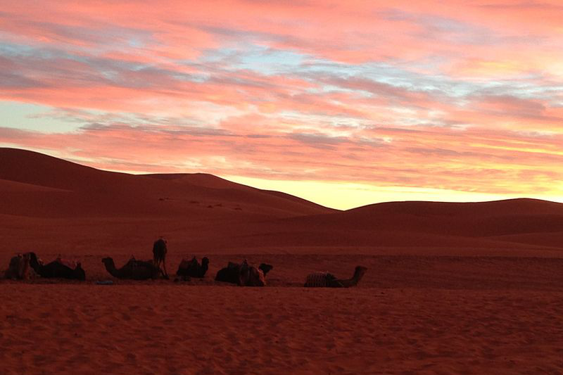 DESERT CAMELS - MARRAKECH TO FEZ TOUR