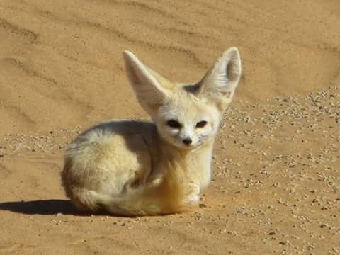 Sahara - Desert - Fox