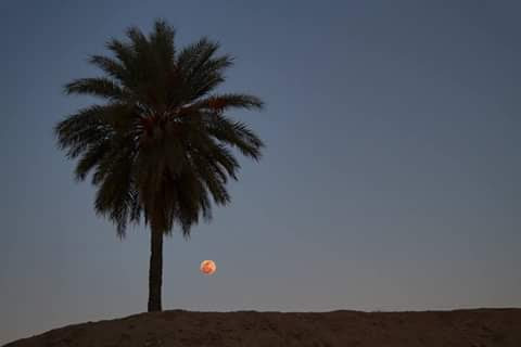 Travel - Sahara - Desert